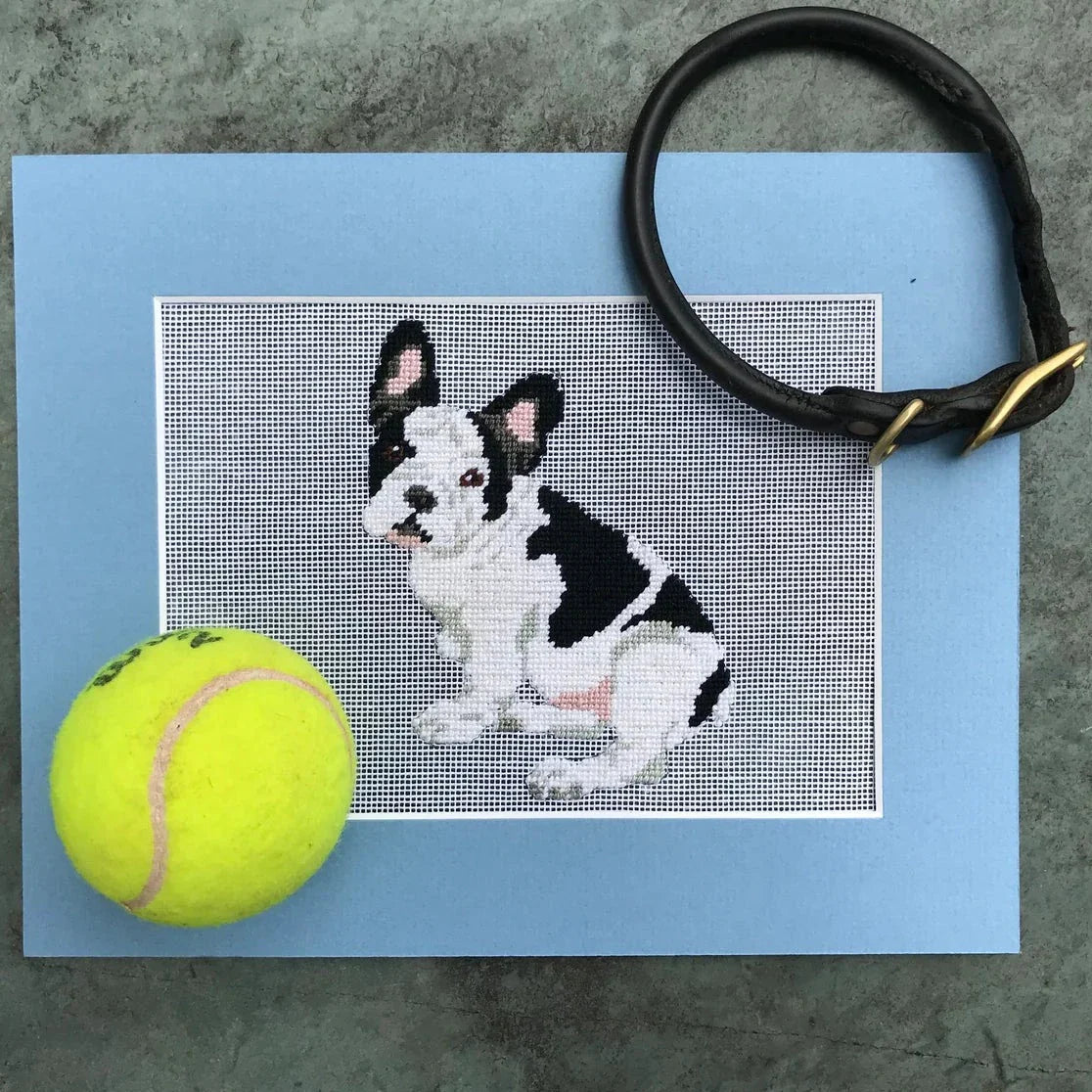 French Bull Dog