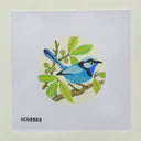 Splendid Fairy Wren