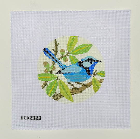 Splendid Fairy Wren