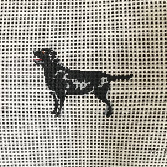 Quincy" Black Labrador